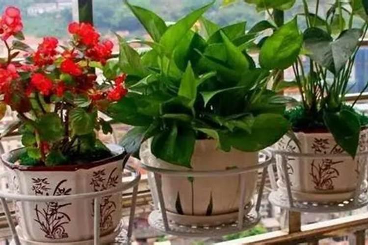 四季花室内多久浇一次水