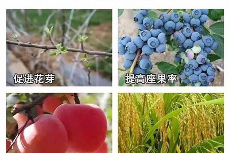 腐植酸钾的肥料类别是什么