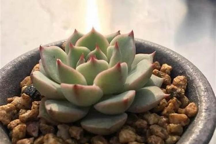 钙肥硼肥锌肥钼肥能一起混用吗？