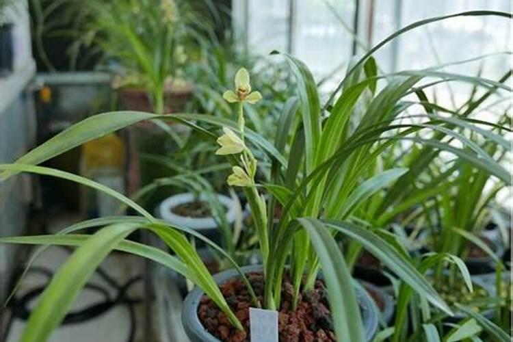 我的兰花已经有花苞了,还要施什么肥吗？