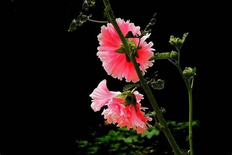 蜀葵幼苗如何越冬