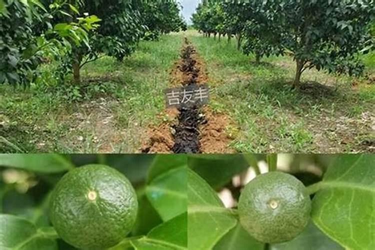 五粮液金谷春五十二度陈酿多少钱一瓶