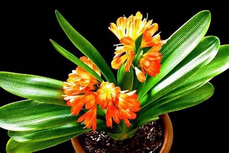 君子兰一年四季分别施什么肥最好？