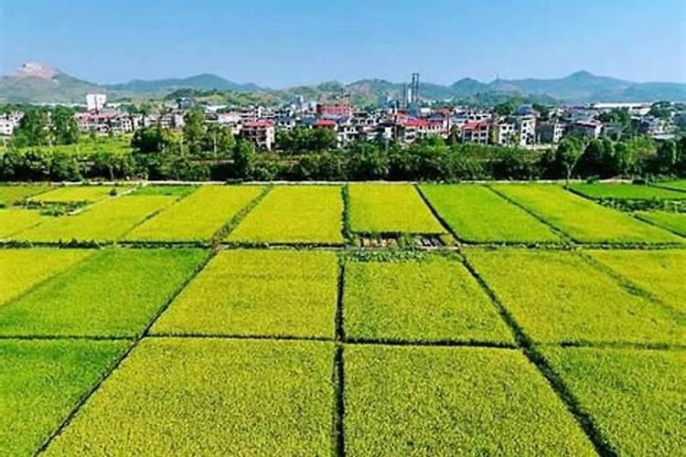 芋头追肥用什么肥料好