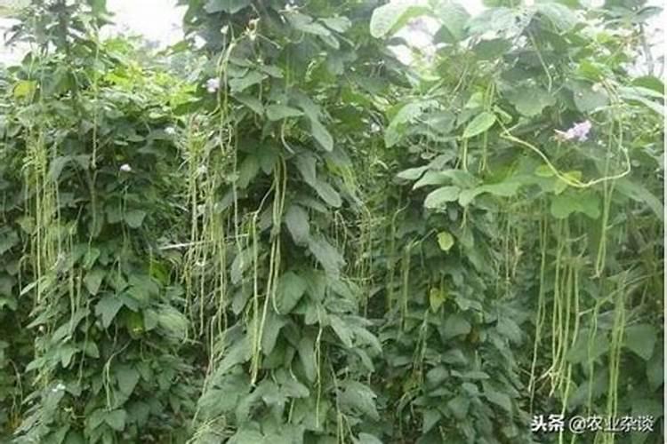 豆角怎么施肥