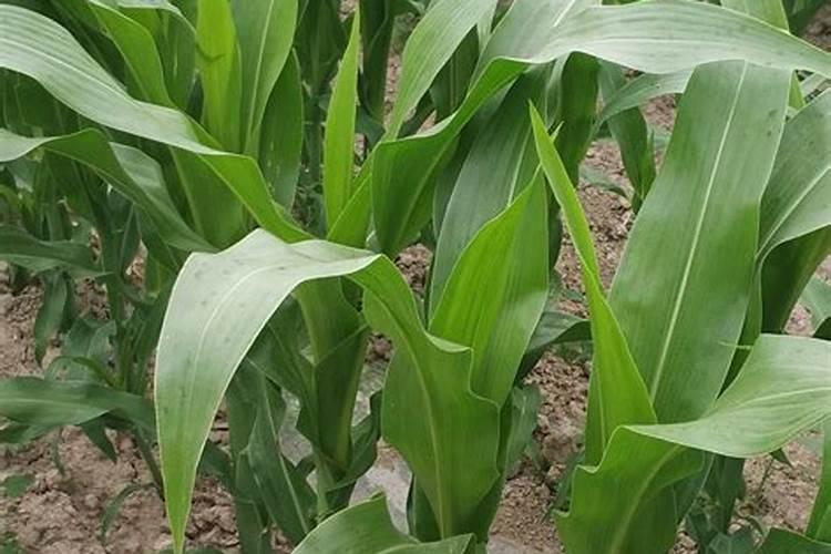 水溶肥厂家就选它