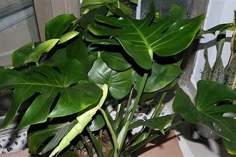 龟背竹浇什么肥料合适