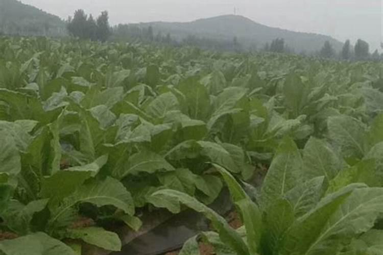 月季爬藤种植方法