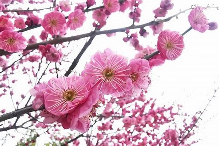 枣树怎么种植