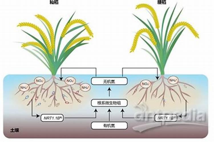 兰花刚出花箭用施肥么,长出花苞后用施肥吗