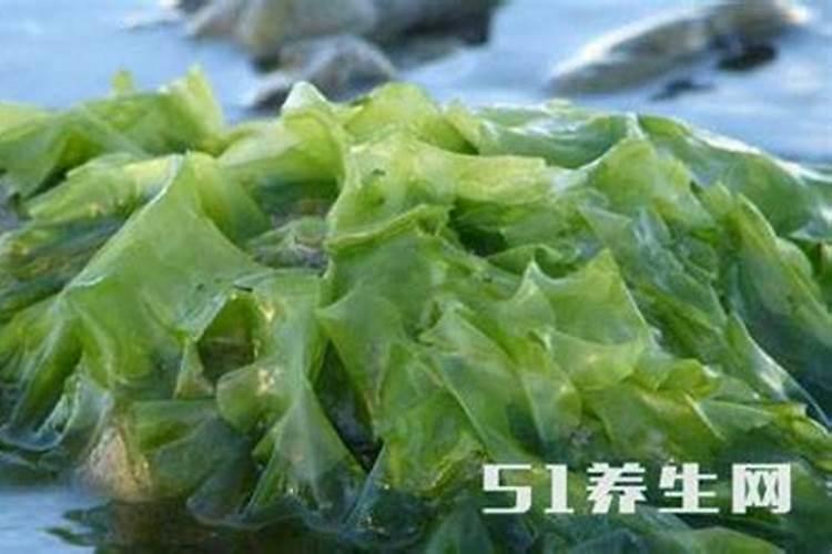 藻类食物有哪些