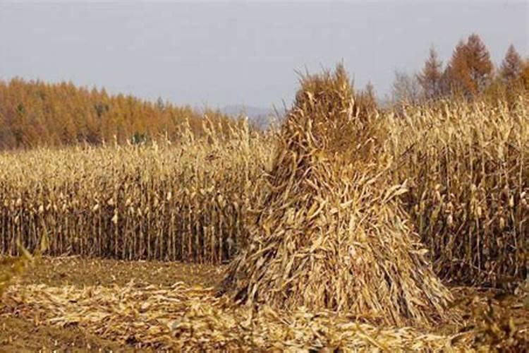 玉米秸秆粗壮用什么方法或者是肥料