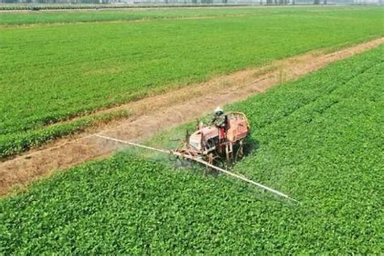 大豆缺磷症要怎样防治？