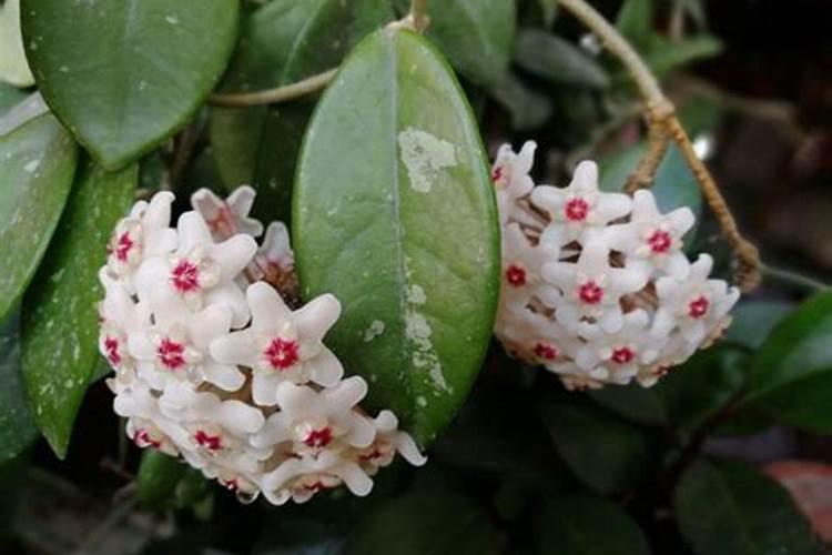 球兰用什么肥料开花多