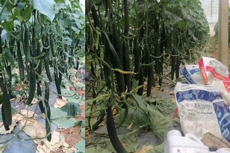 中微量元素水溶肥便宜吗？