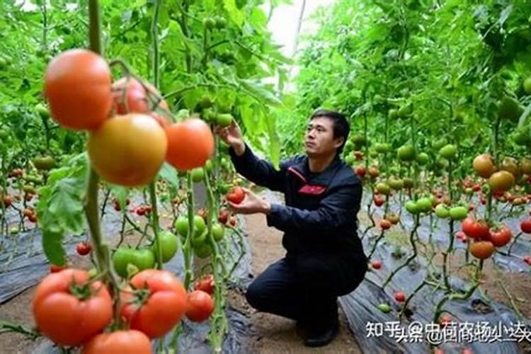 ...的可好。温度以高。有个别树的叶子四周发干。该怎么办？