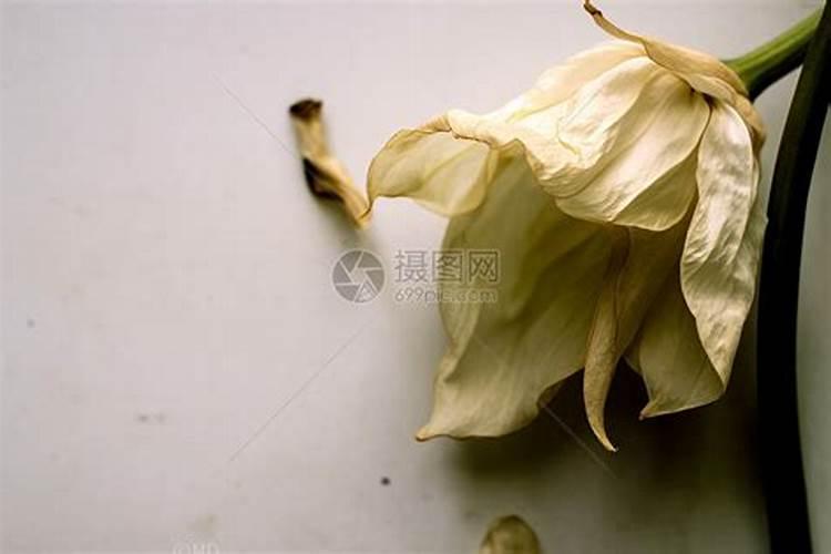 玫瑰花瓣可以用来干什么？