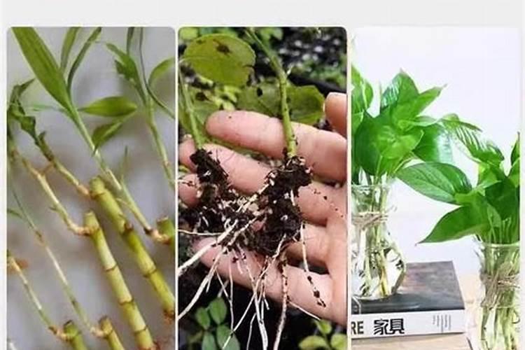 金枝玉叶适合大盆还是小盆