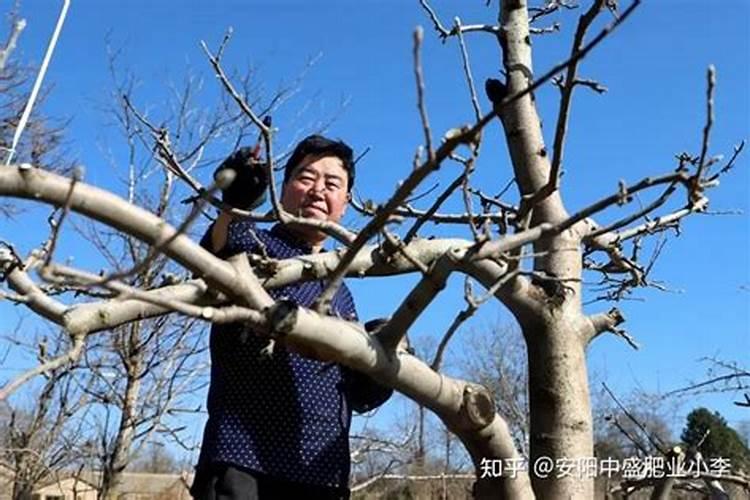 苹果树的基肥要怎样施用？