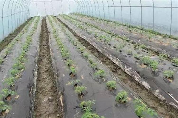 重茬克星在早春黄瓜棚里一亩用量是多少？