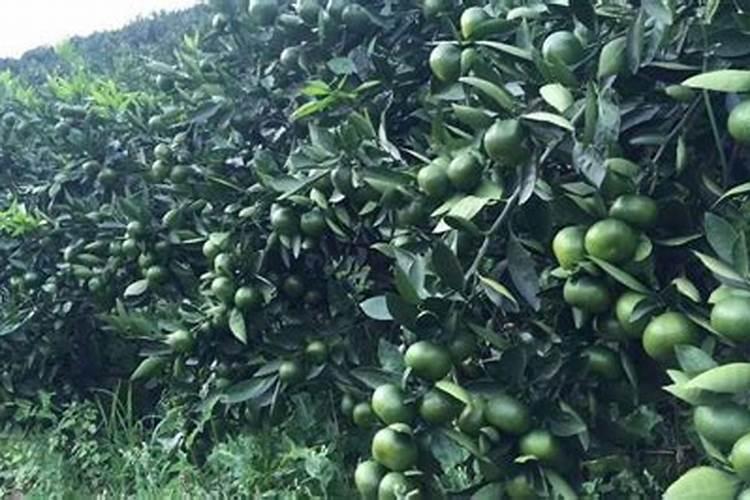 秋季柚子高产的种植管理技巧