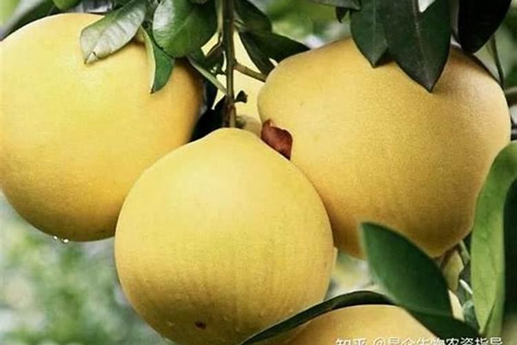 柚子树施肥时间和方法