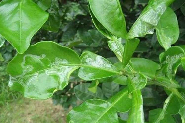 茉莉花修剪后如何正确使用催花肥