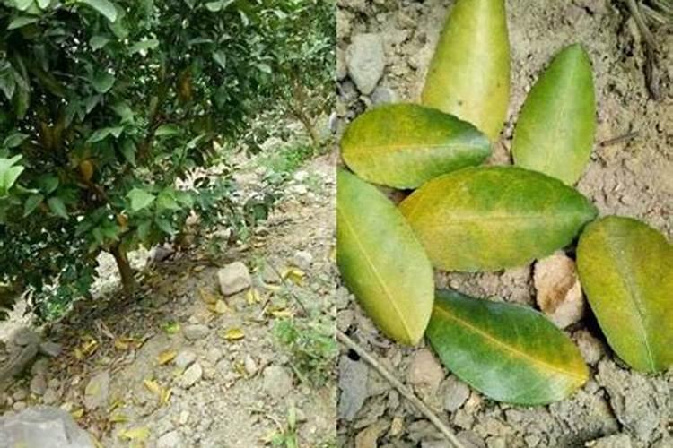 柑橘上色用什么肥比较好？