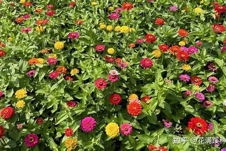 百日草能用尿素施肥吗