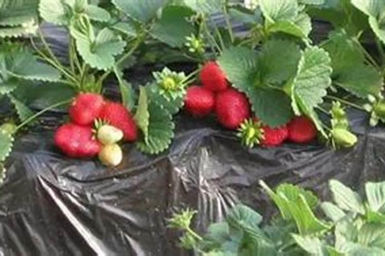 把鱼埋在花盆里当肥料可以吗？