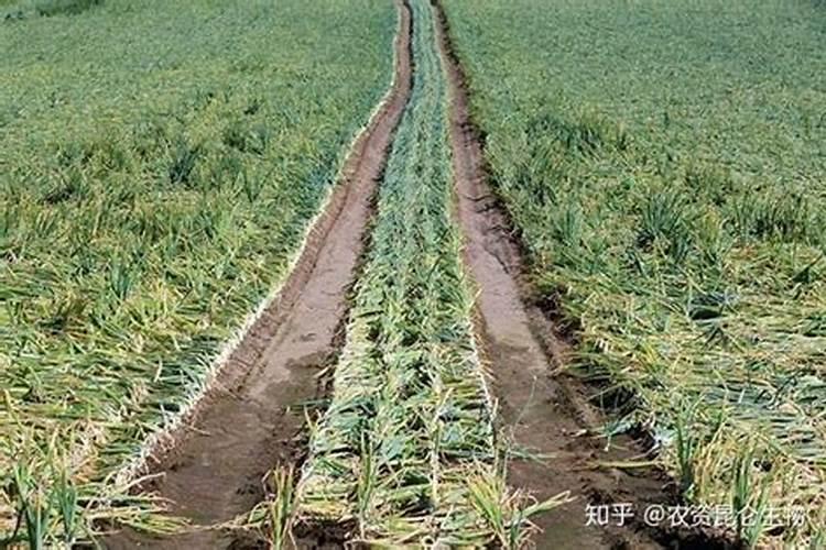 长寿花夏天能施肥吗