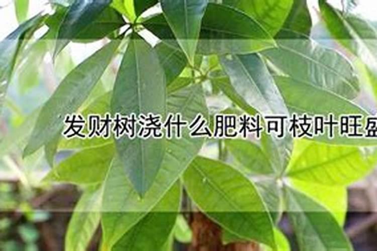 发财树浇什么肥最好