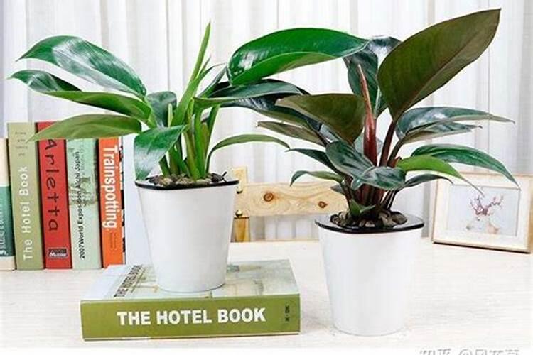 大叶金钻的栽培方法