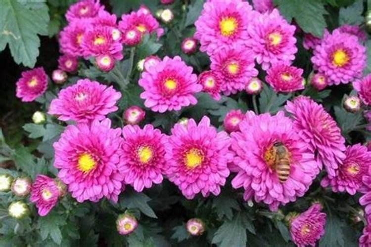 菊花要怎么养护