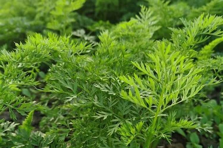 氨氮超标对环境有哪些危害