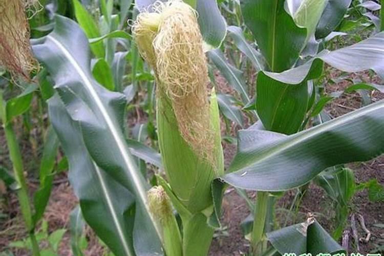 玉米需不需要打叶面肥呢