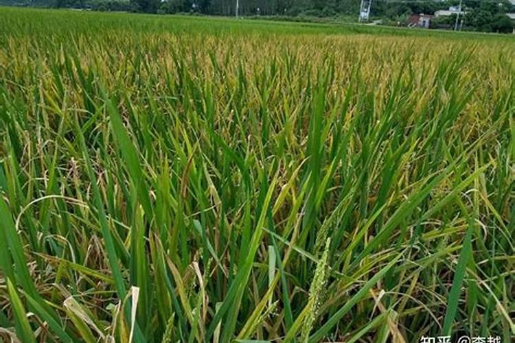 恩瑞妮和奢觅是一个公司吗