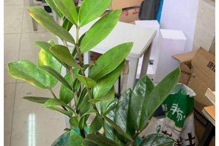 我家喂的乌龟为什么最近总是在叫,好难听,排泄物里好像还有小石子,而 ...