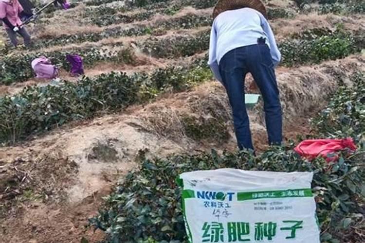茶树施肥怎么施效果最好