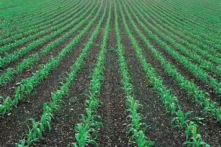 1000公斤产量玉米需氮磷钾量