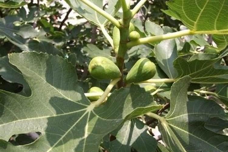 什么时候栽种蓝莓能有最好效果