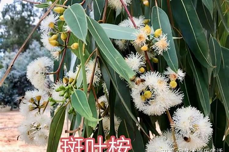 玉花富士和红田富士那个价大？