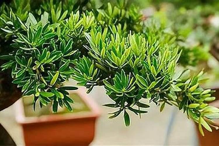 罗汉松用什么肥料