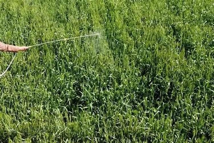 杜鹃花施肥的方法