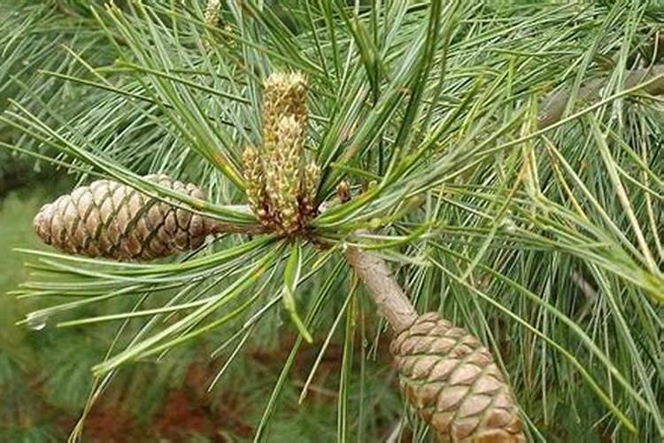 红松的生长周期是多长时间