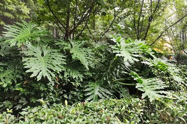 黑皮冬瓜的种植技术