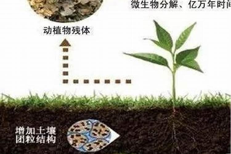 请问种玉米时没施上底肥后r缀撒ll可富在地表以上可以吗？