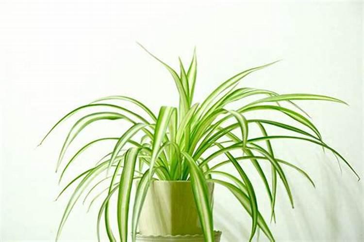 米兰施肥需施什么肥料