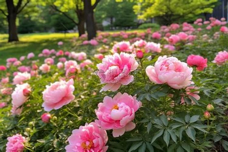 牡丹开花时可以施肥吗