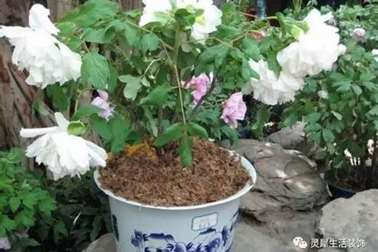 牡丹开花前怎么施肥